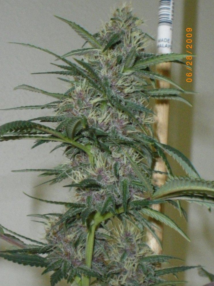 Purple 1 38 days in flower 6