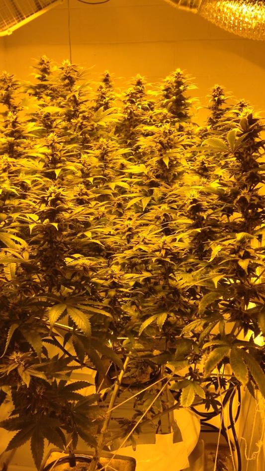Purple 25 days