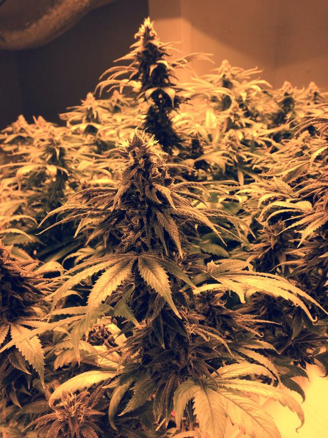 Purple 45 days