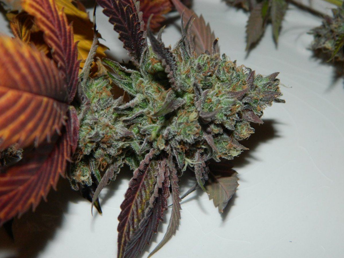 Purple ALG 001