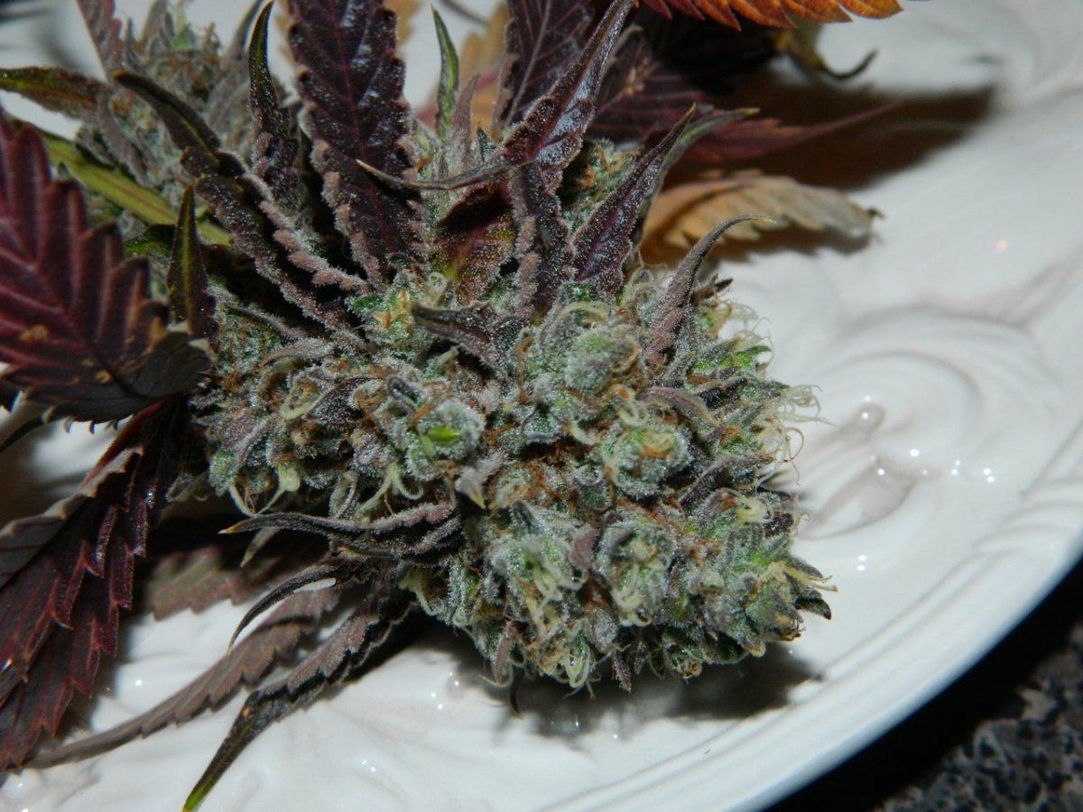 Purple ALG 002