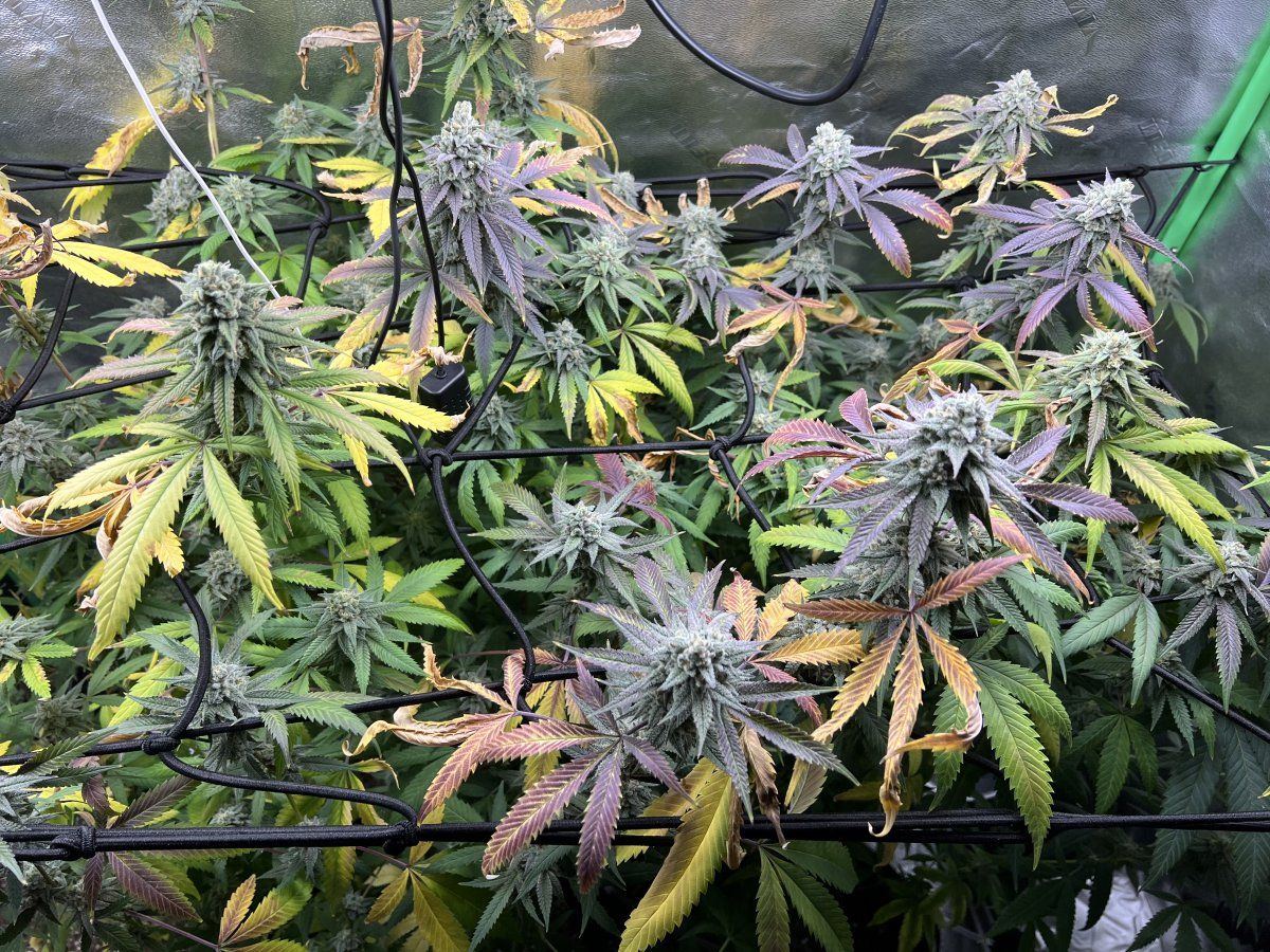 Purple and dying yellow leaves at week 8 of flowering 2