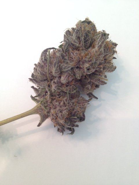 Purple bud