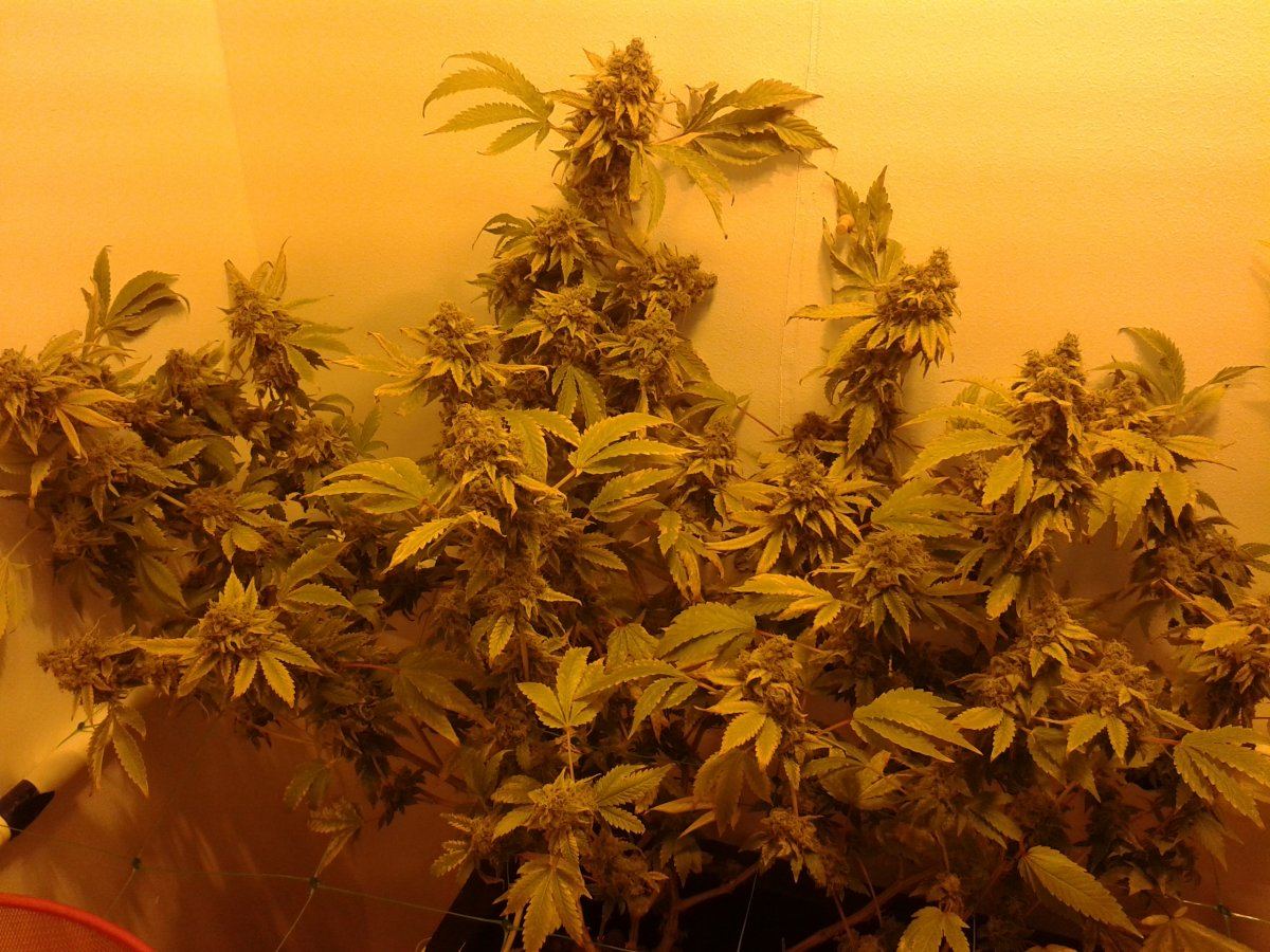 Purple Bud