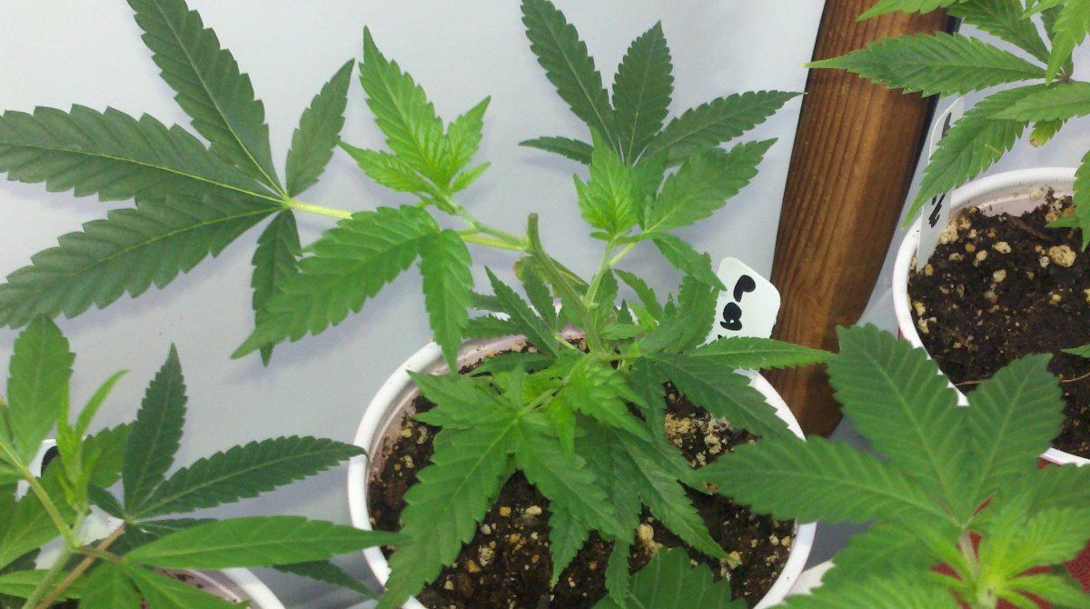 Purple budders x herijuana