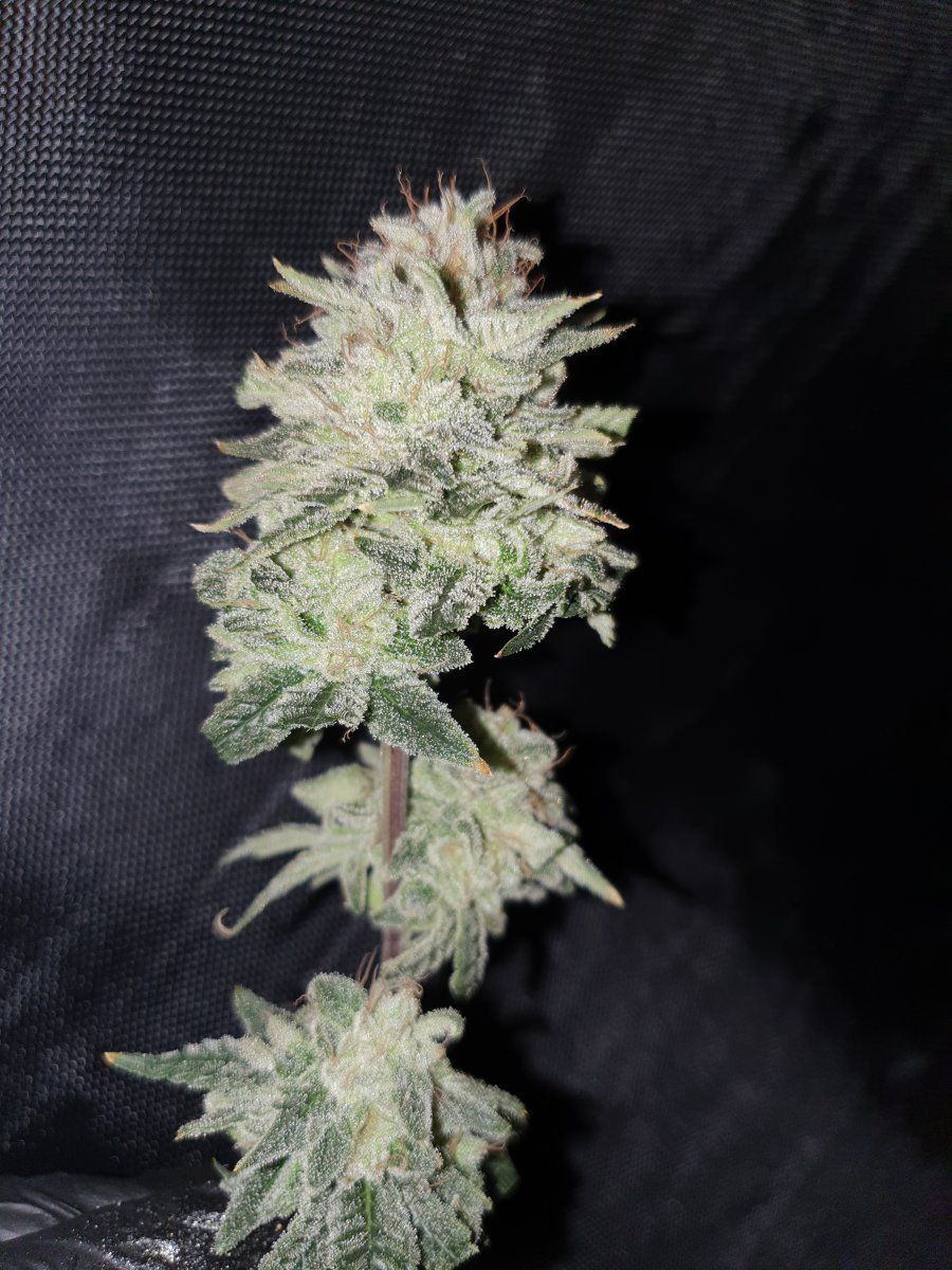 Purple Chem4 1
