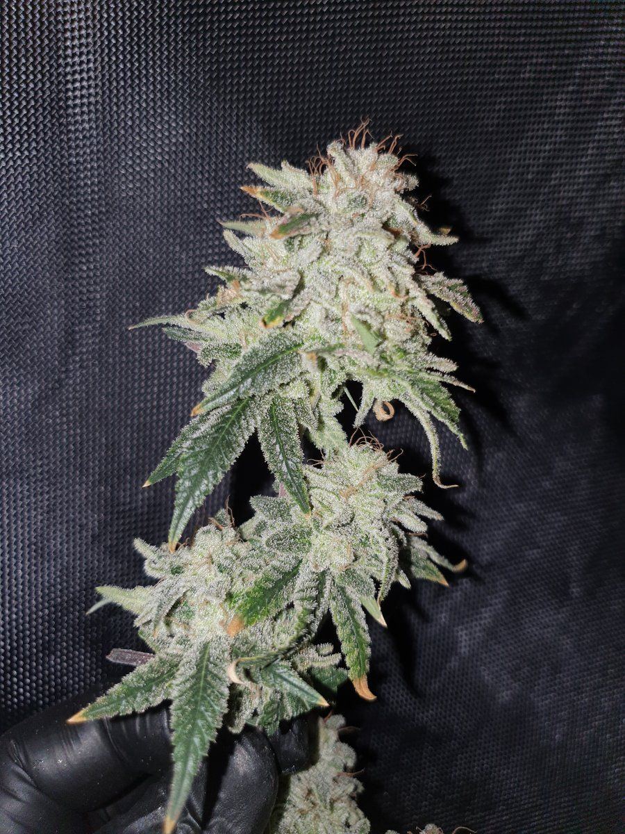 Purple Chem4 2