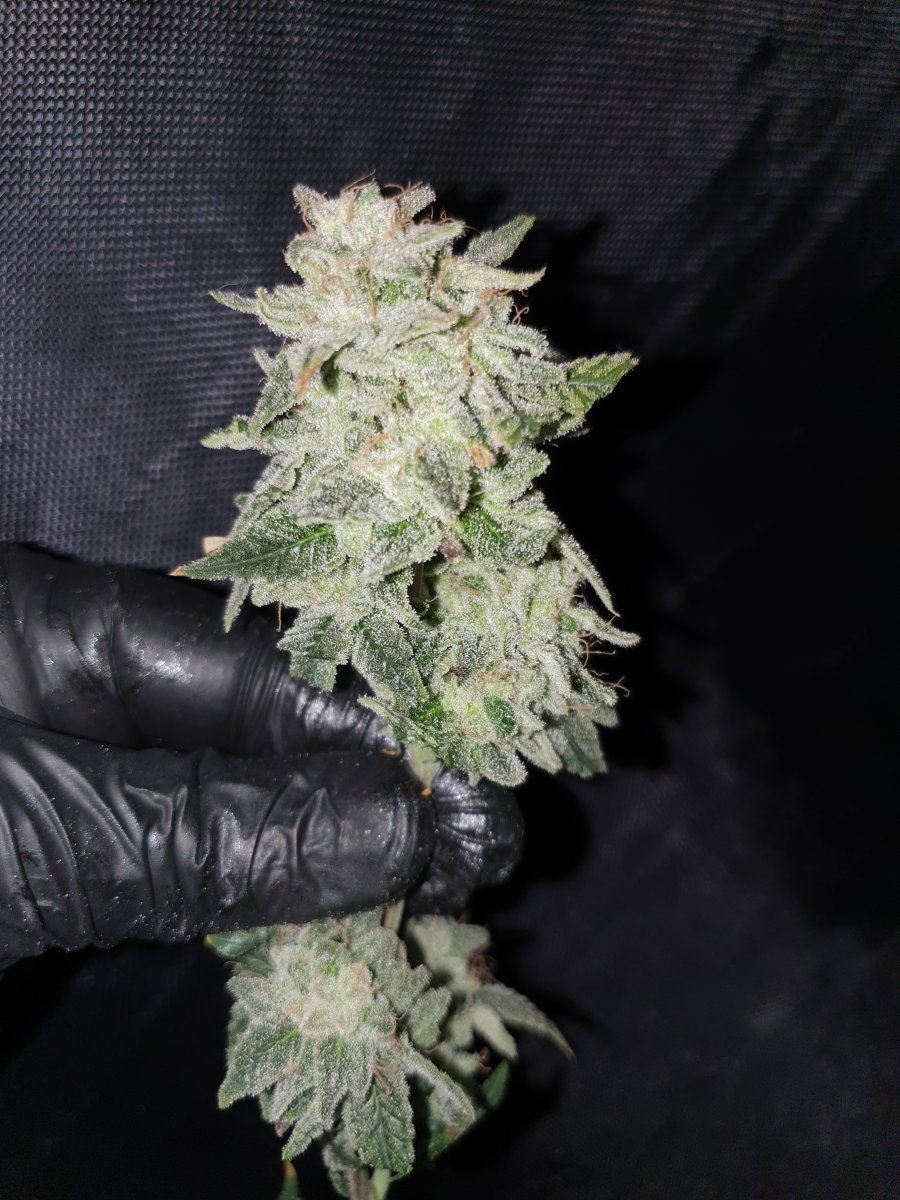 Purple Chem4 3