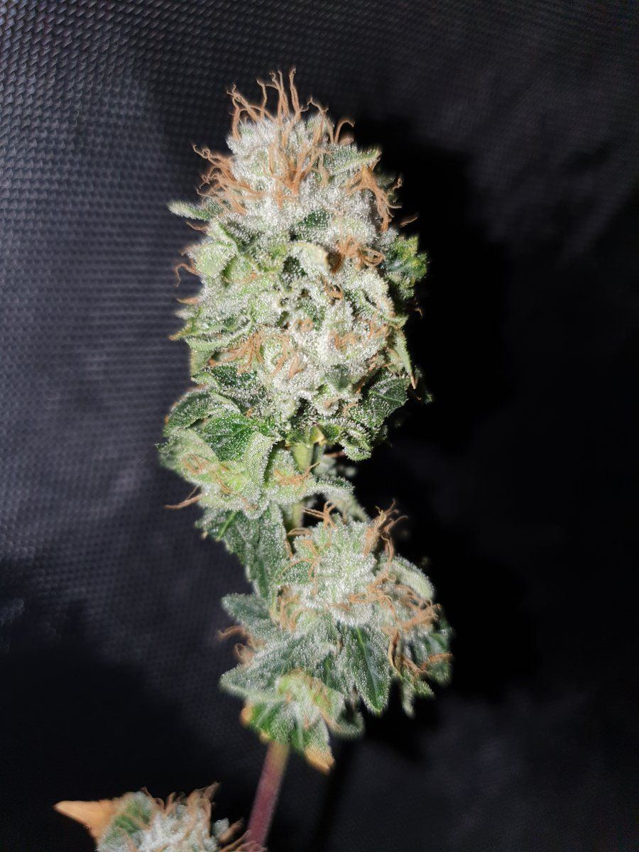 Purple Chem6