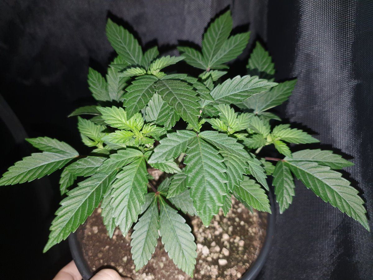Purple Chem6