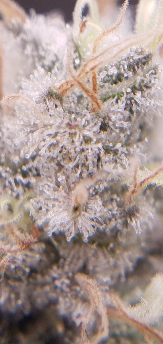 Purple chem pheno 6 1