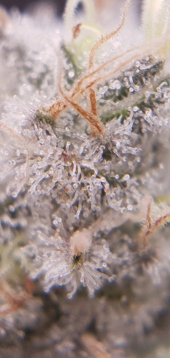 Purple chem pheno 6 2