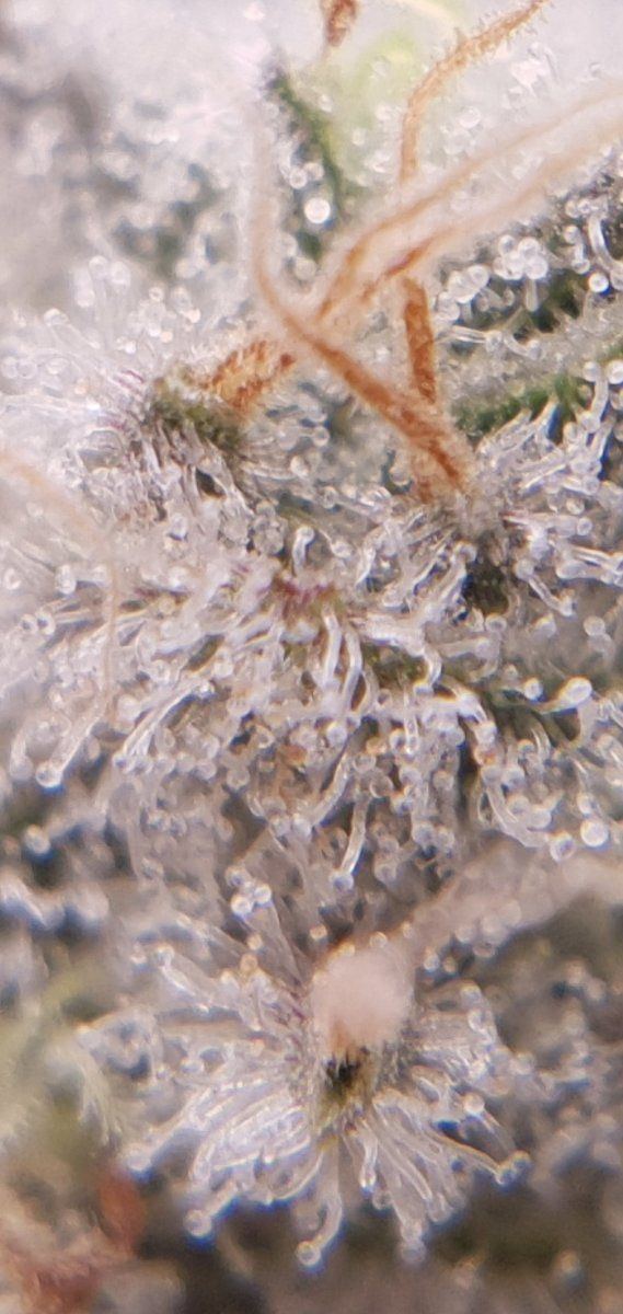 Purple chem pheno 6 3