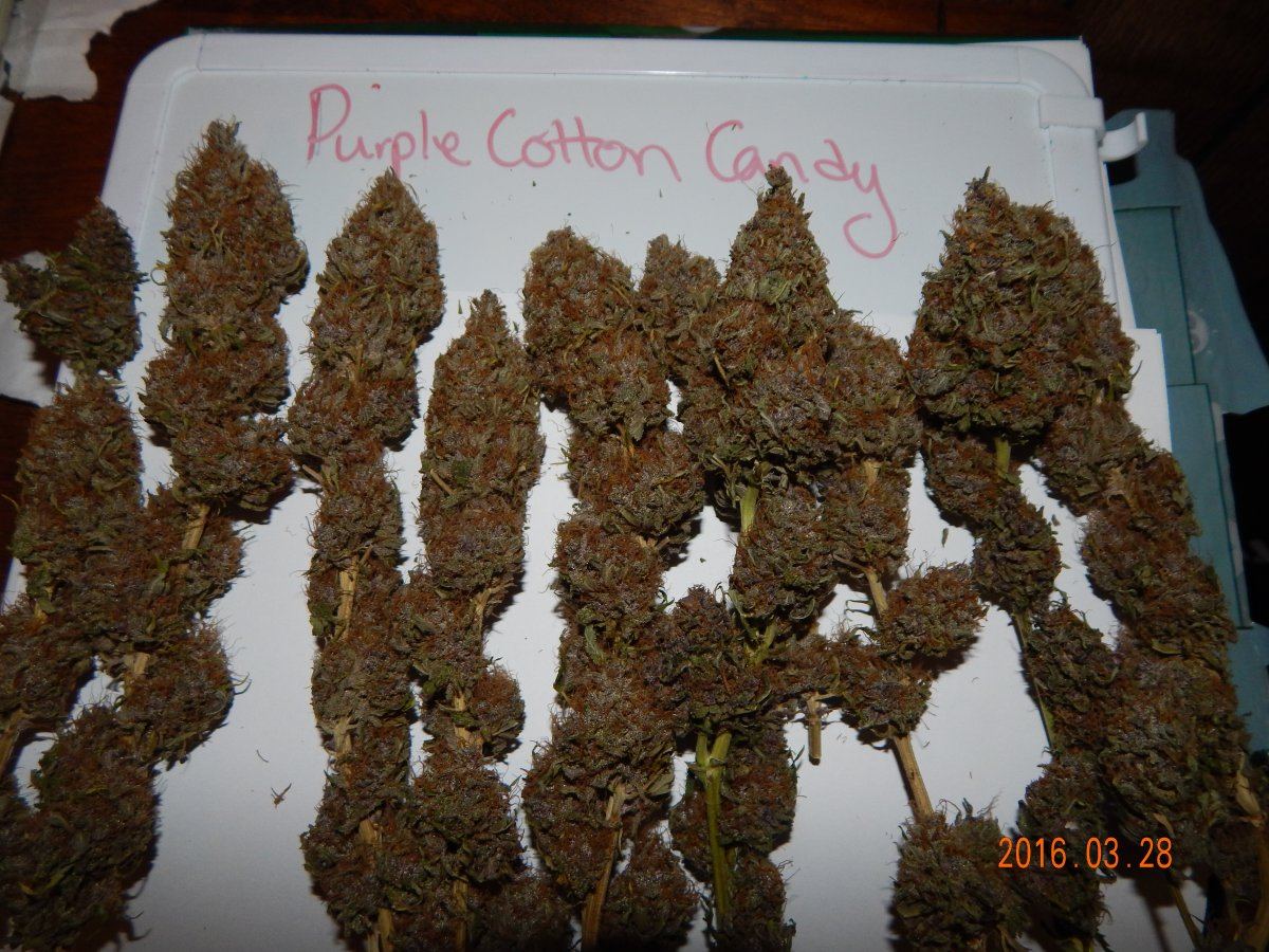 Purple cottan candy 001