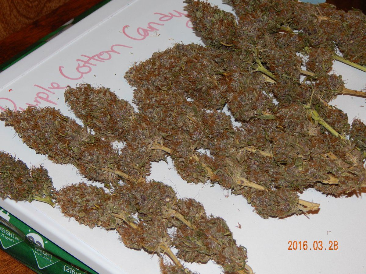 Purple cottan candy 003