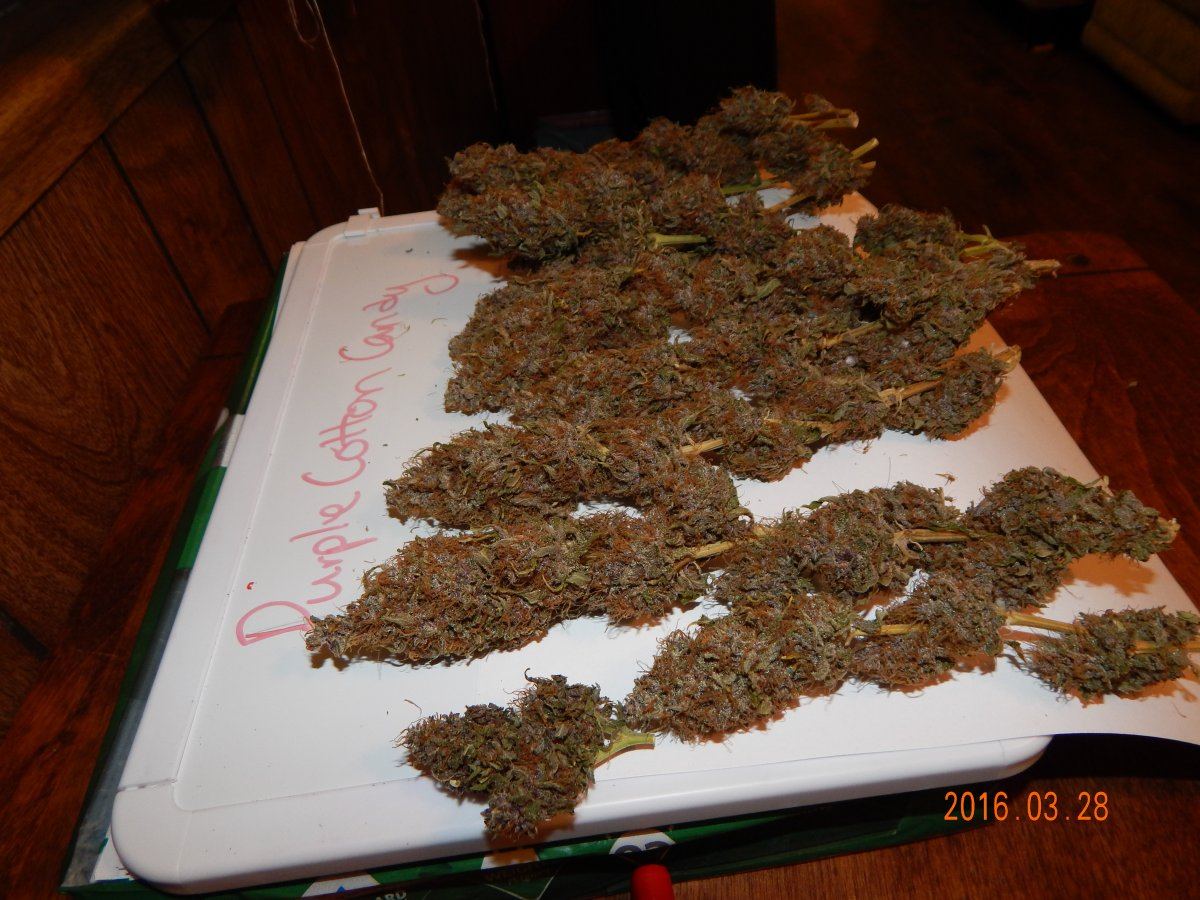 Purple cottan candy 004