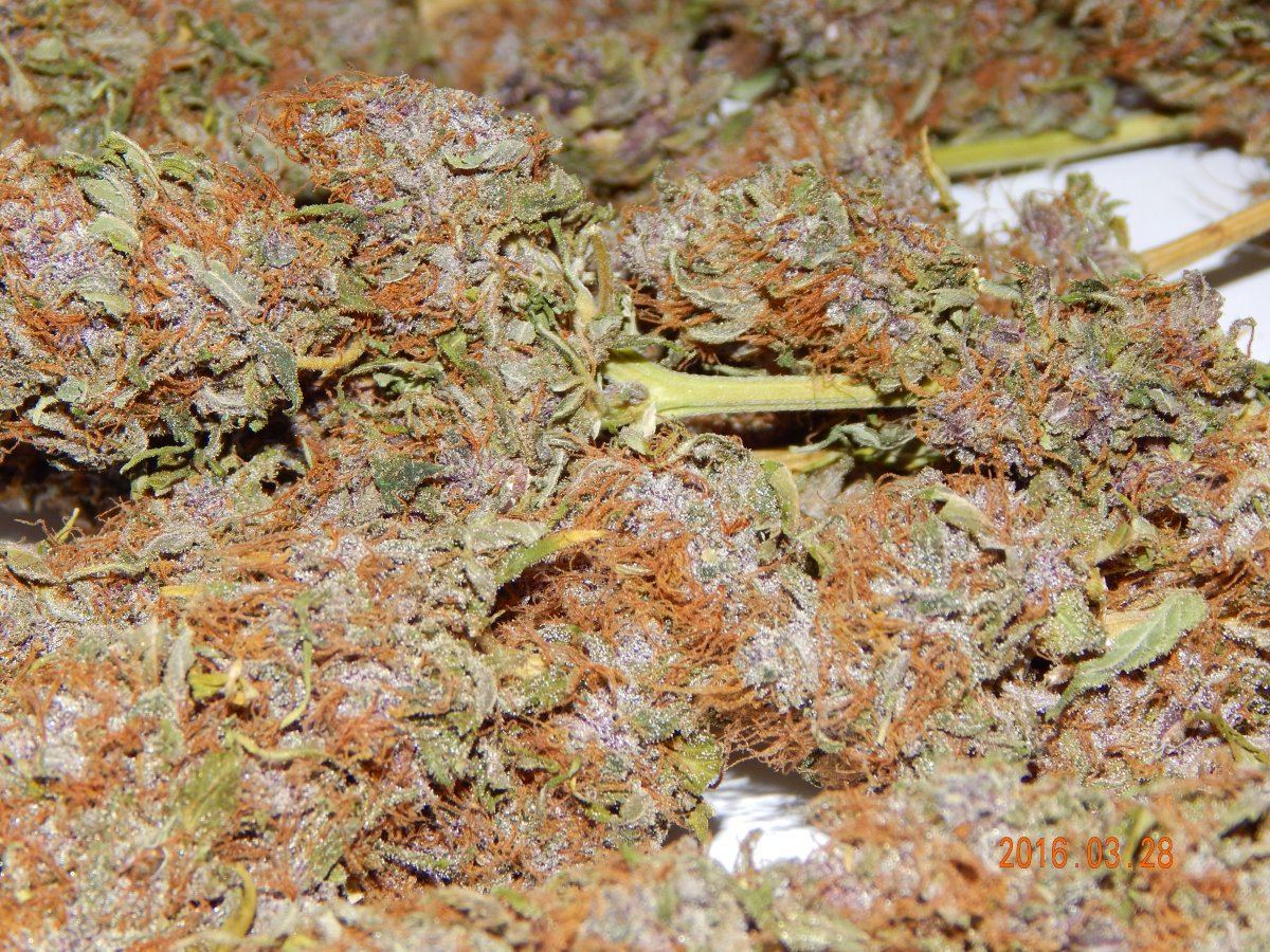 Purple cottan candy 012