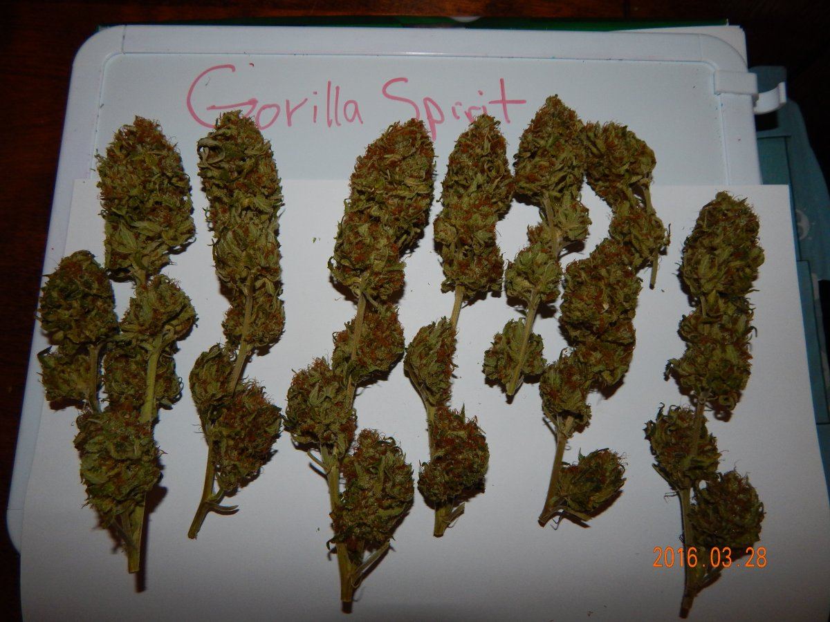 Purple cottan candy 014