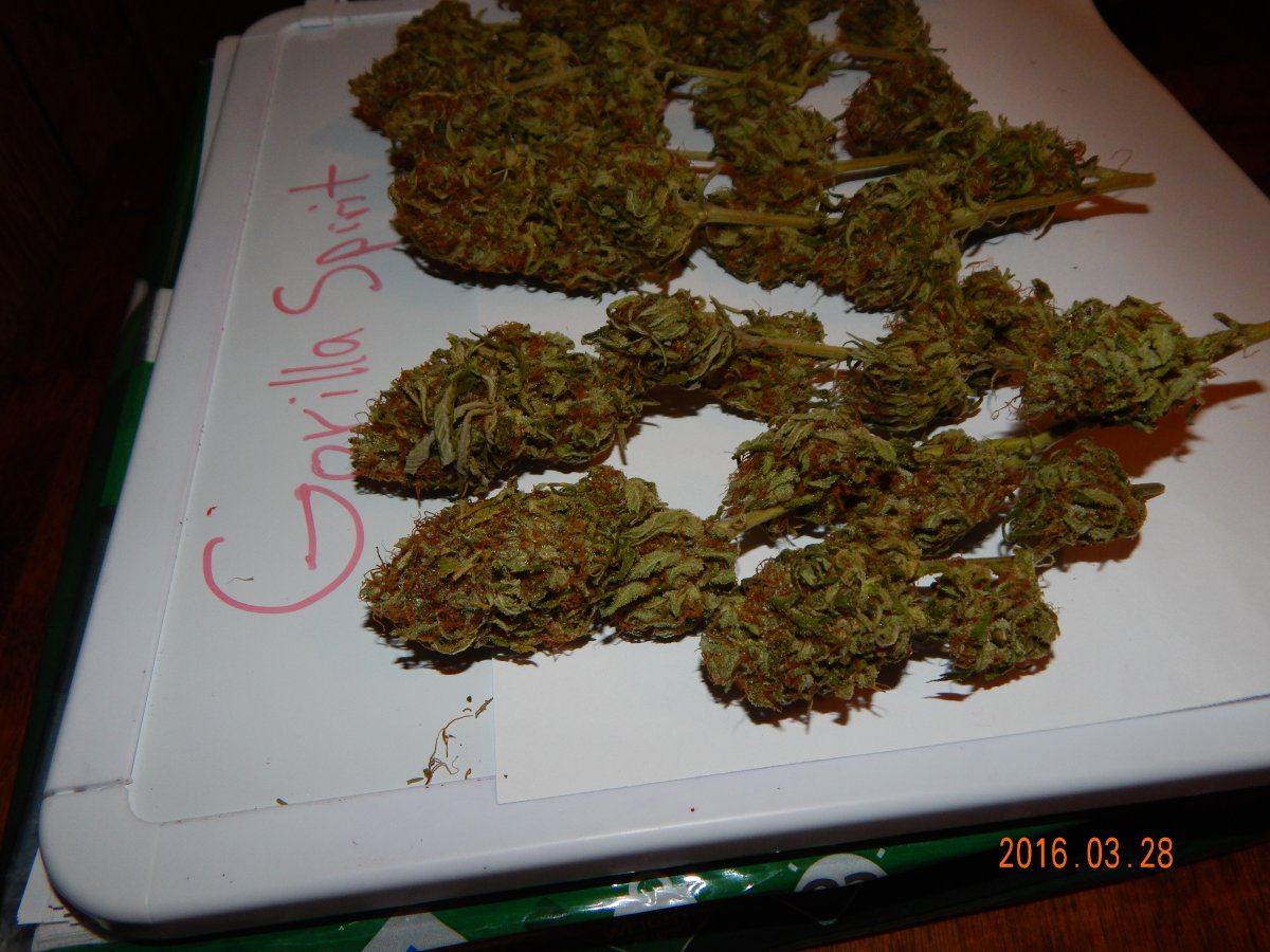 Purple cottan candy 015