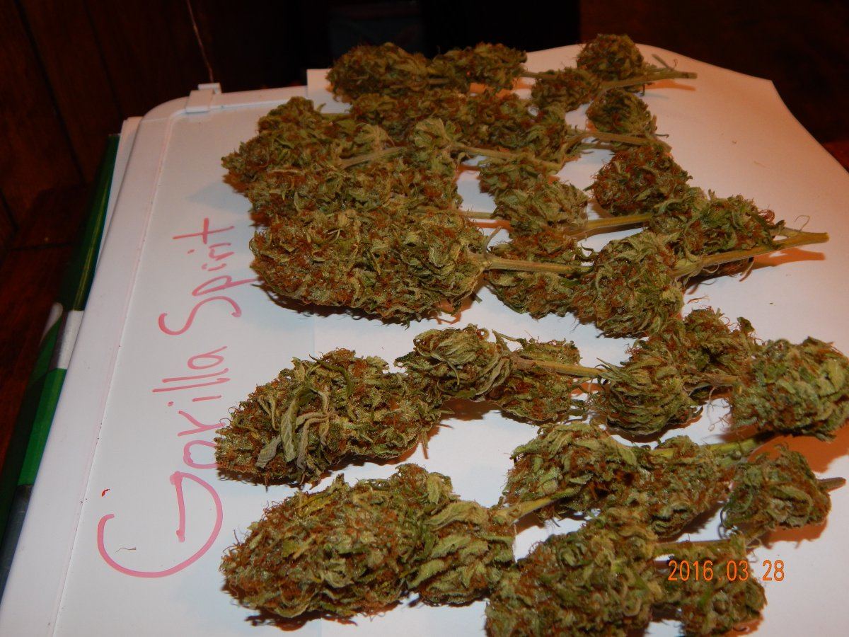 Purple cottan candy 020