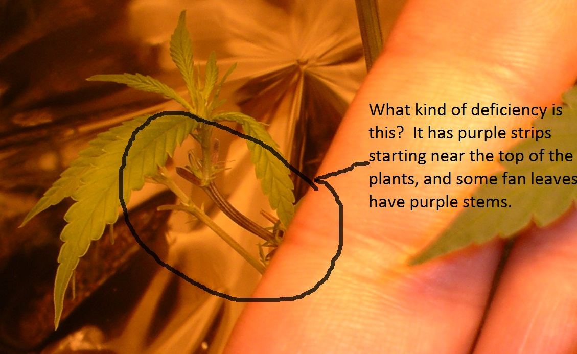 Purple deficiency