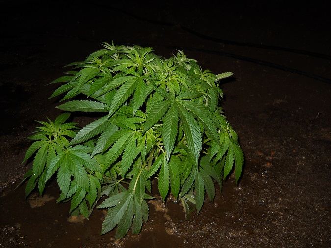 Purple diesel 2