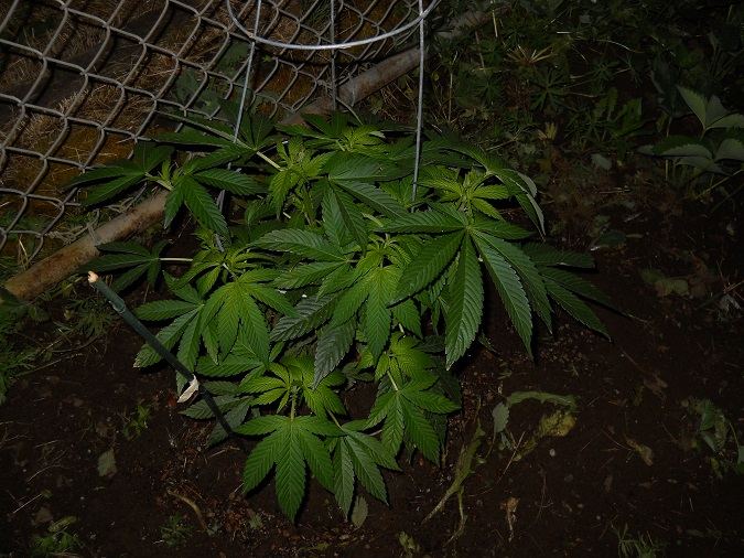Purple Diesel week 2 1