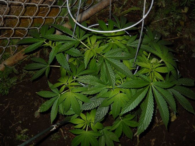 Purple Diesel week 2 2