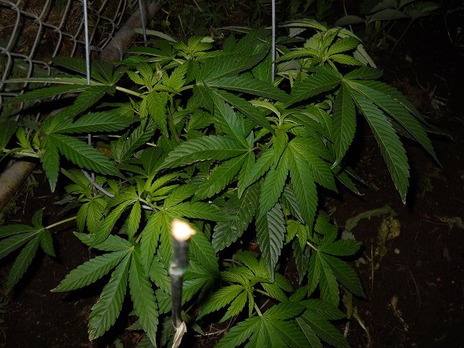 Purple Diesel week 2 3