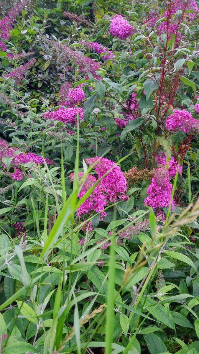 Purple f