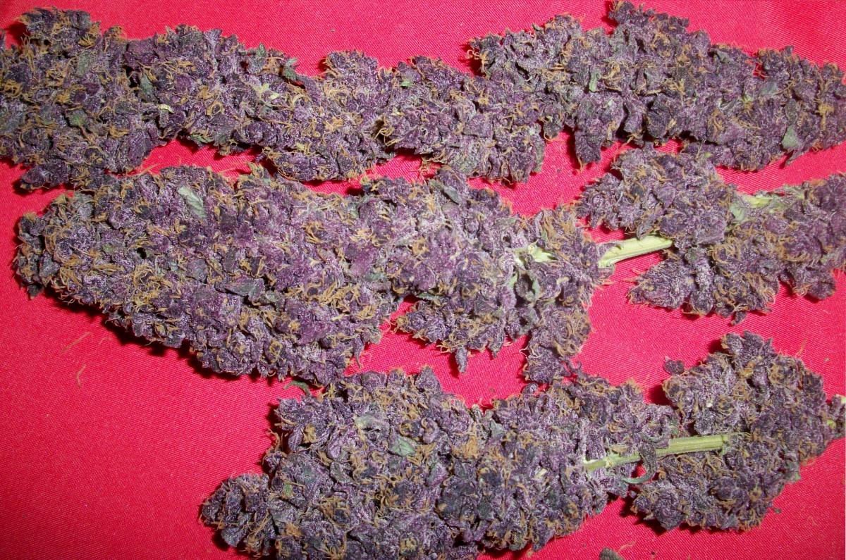 Purple fever 1