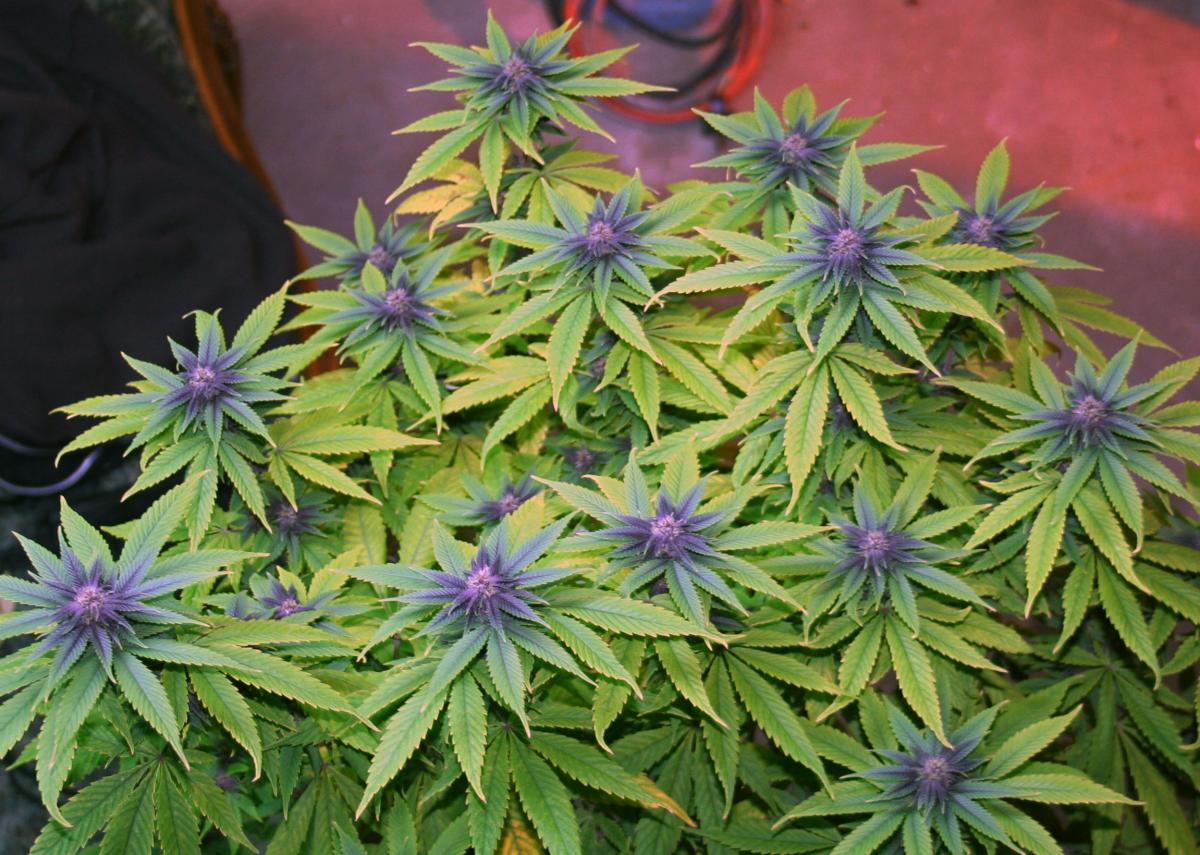 Purple fever