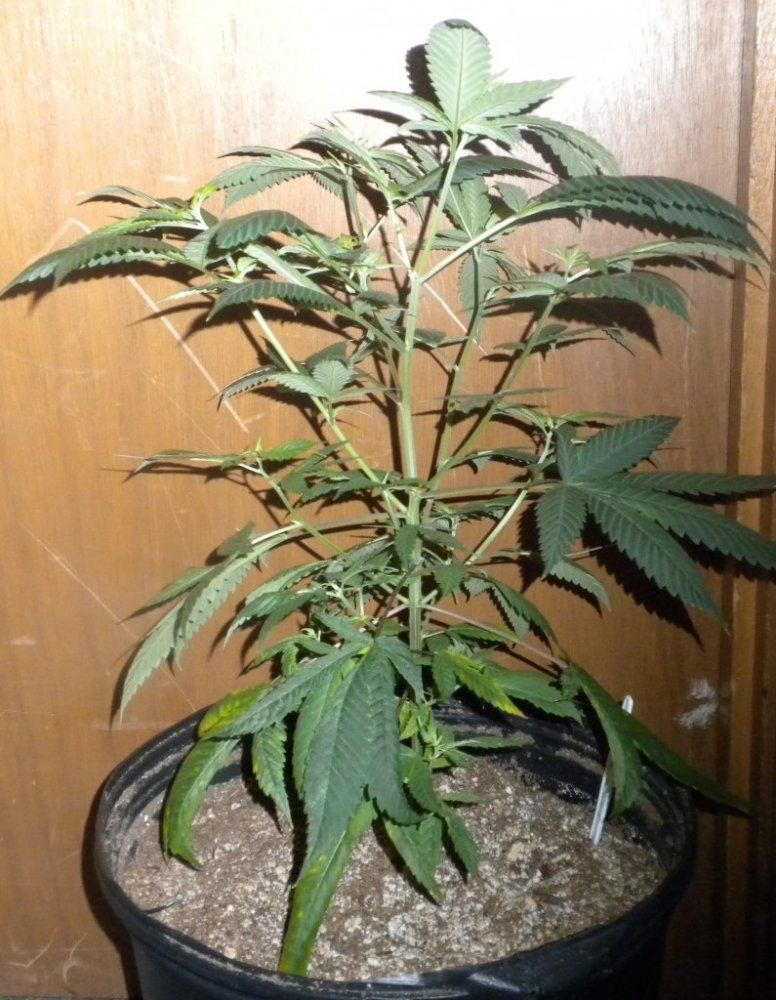 Purple Fire update Day 78 10
