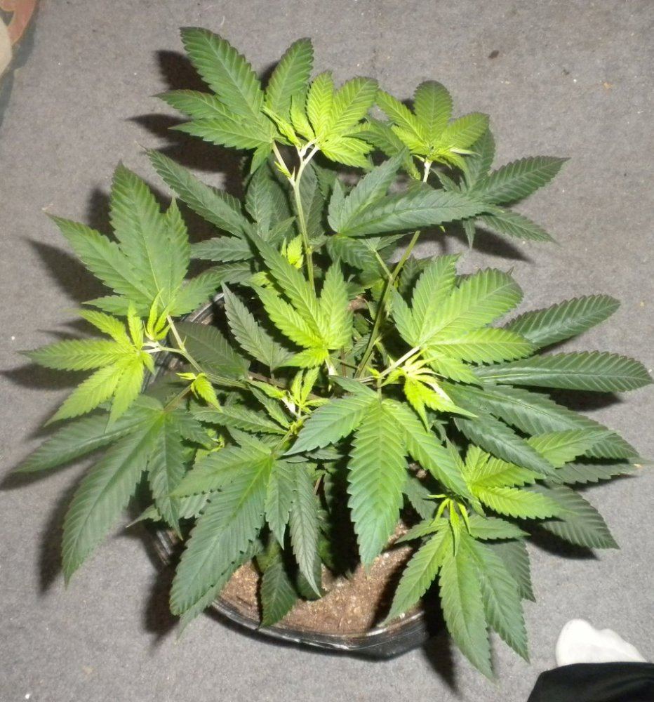 Purple Fire update Day 78 10top