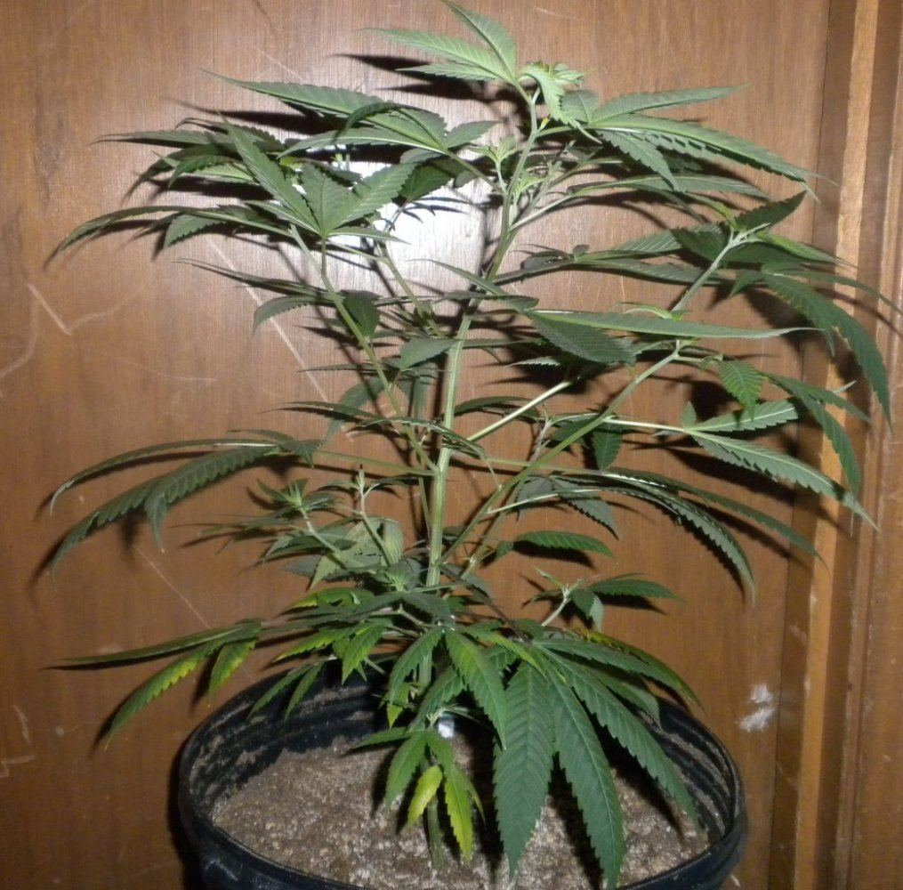 Purple Fire update Day 78 2