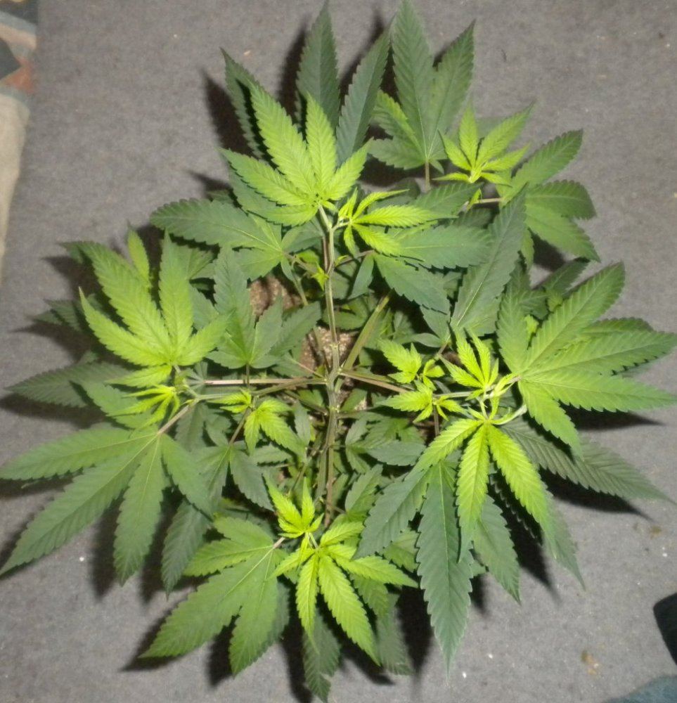 Purple Fire update Day 78 2top