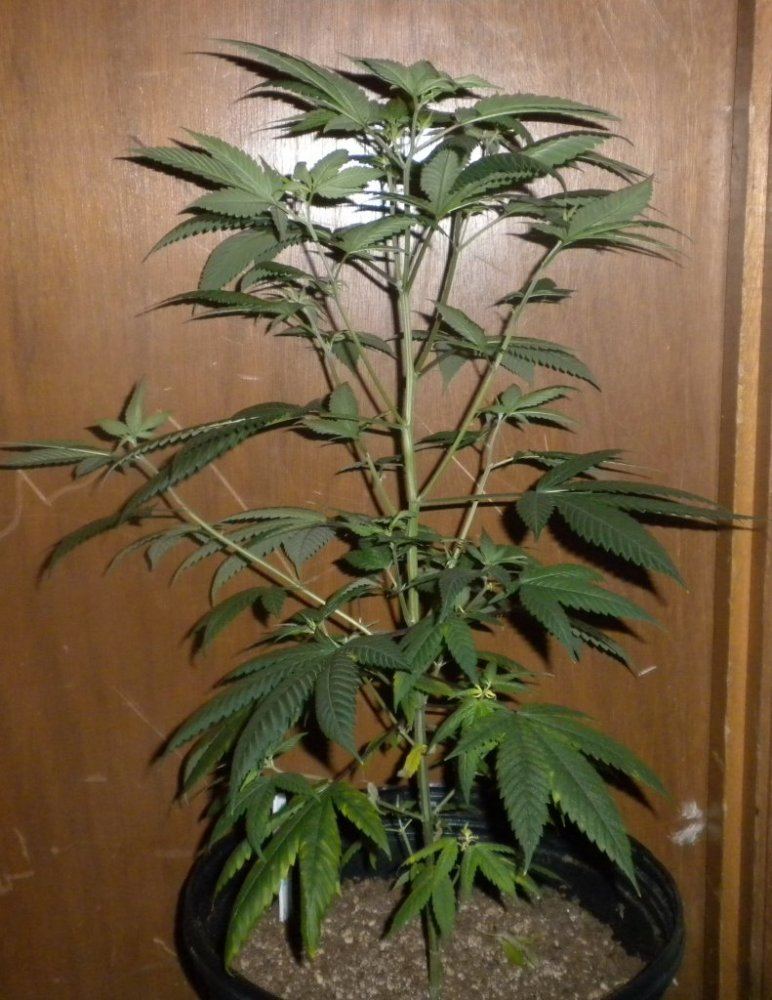 Purple Fire update Day 78 3