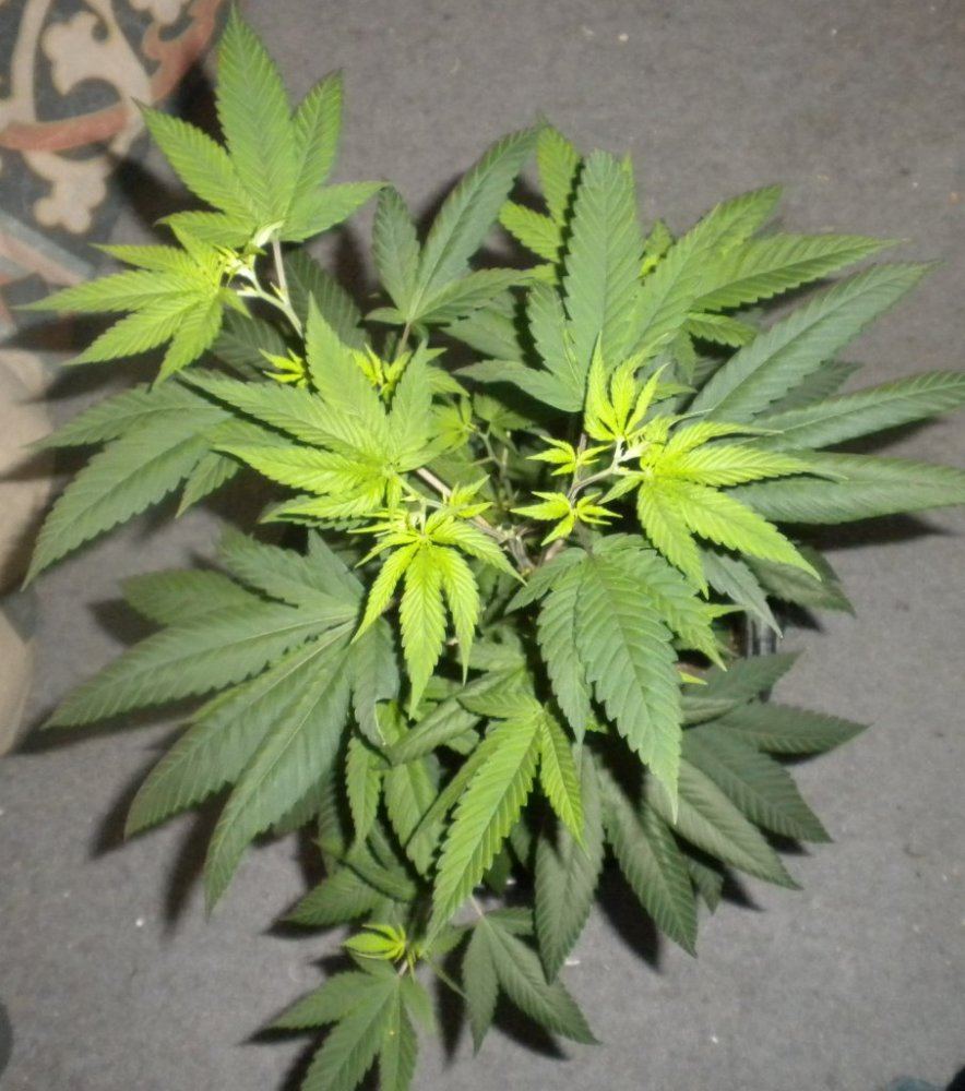 Purple Fire update Day 78 3top