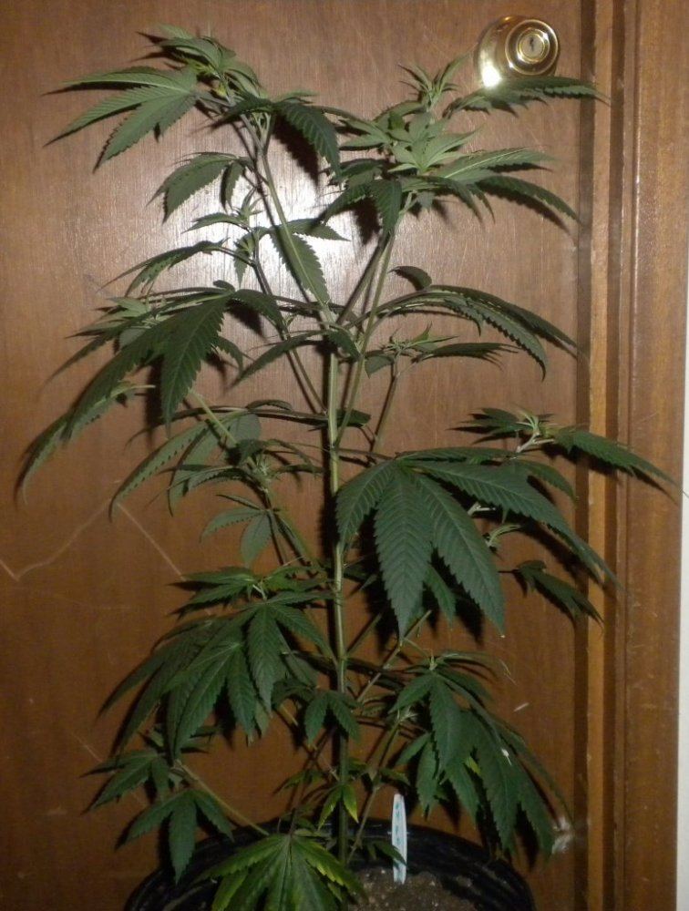 Purple Fire update Day 78 4