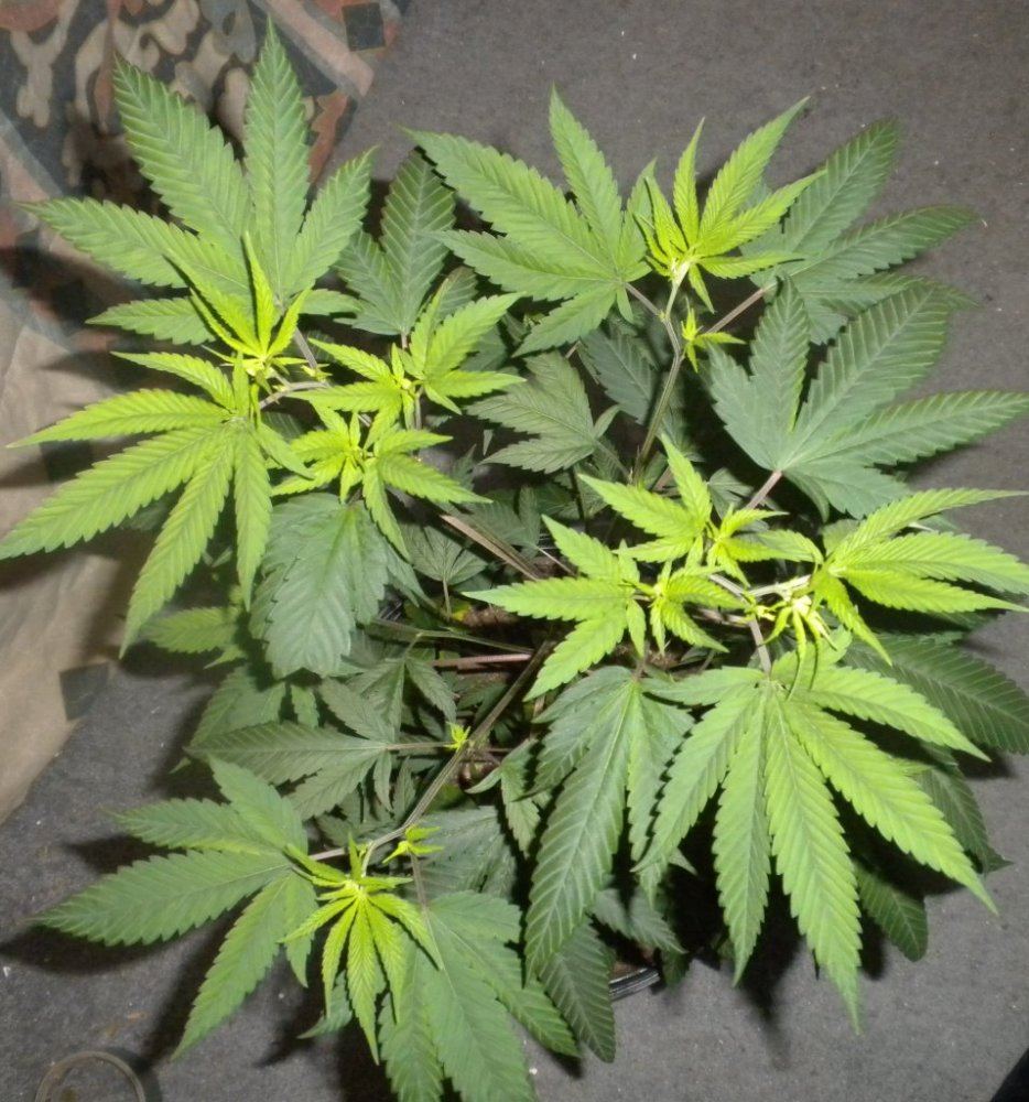 Purple Fire update Day 78 4top