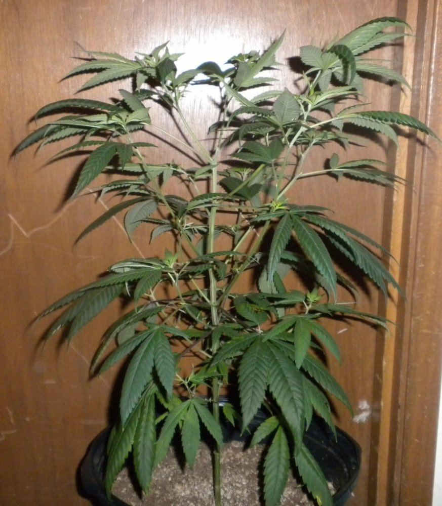 Purple Fire update Day 78 5