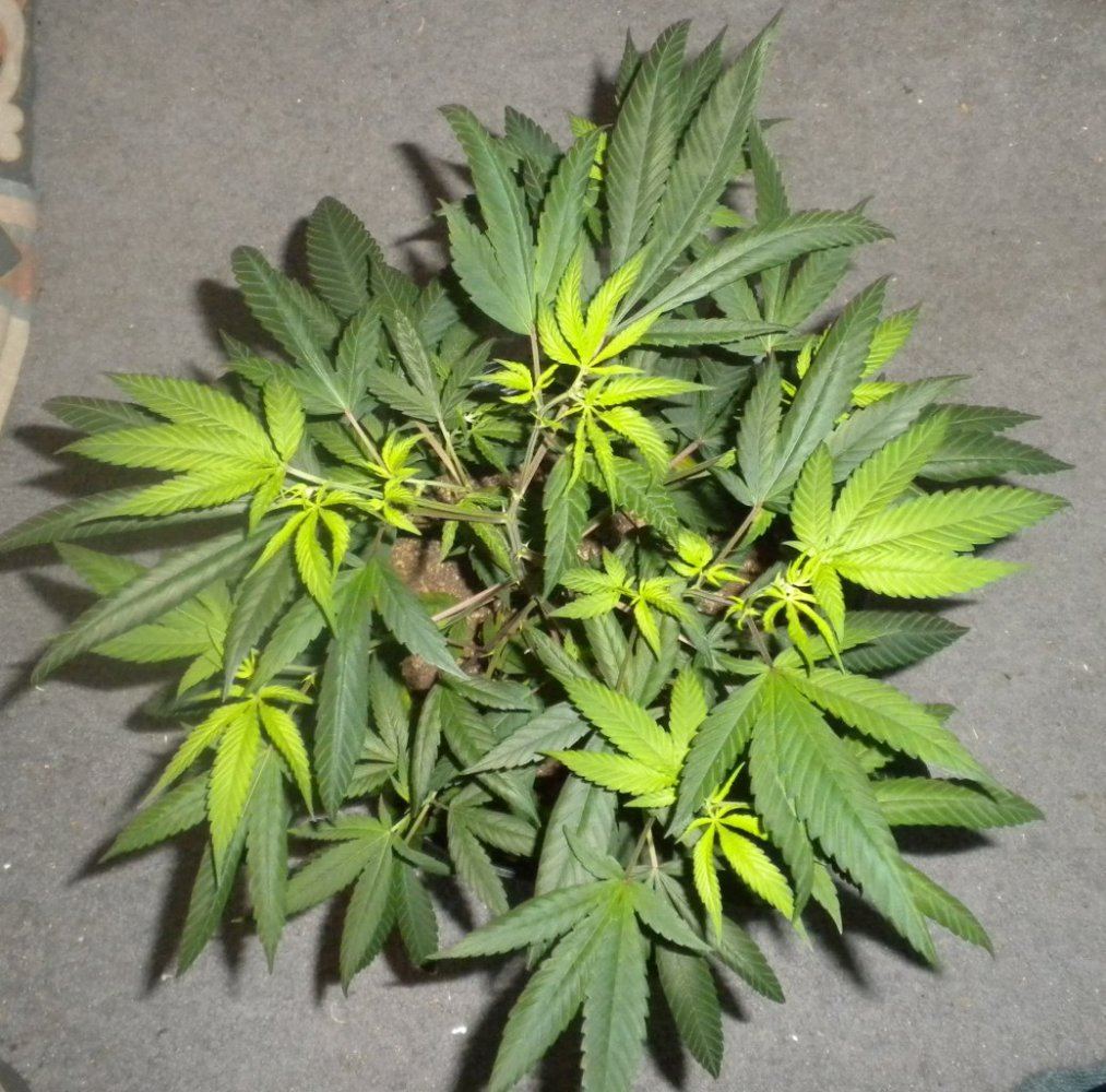 Purple Fire update Day 78 5top