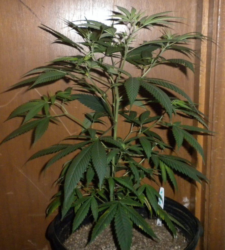 Purple Fire update Day 78 6