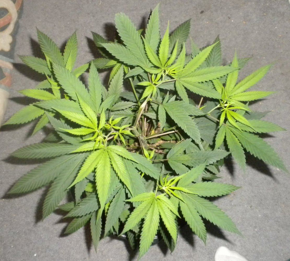 Purple Fire update Day 78 6top