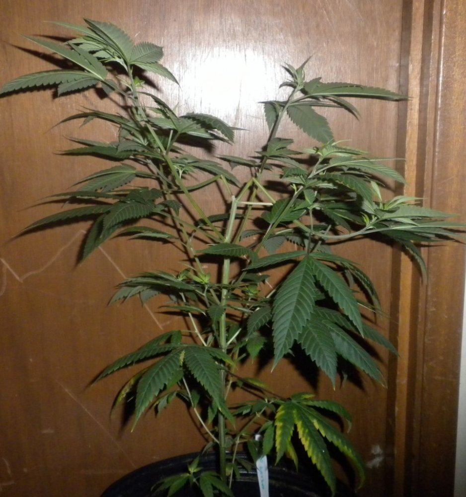 Purple Fire update Day 78 8