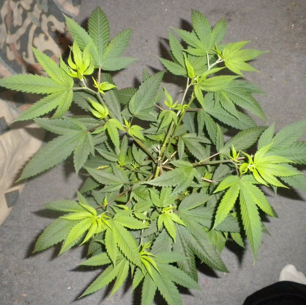 Purple Fire update Day 78 8top