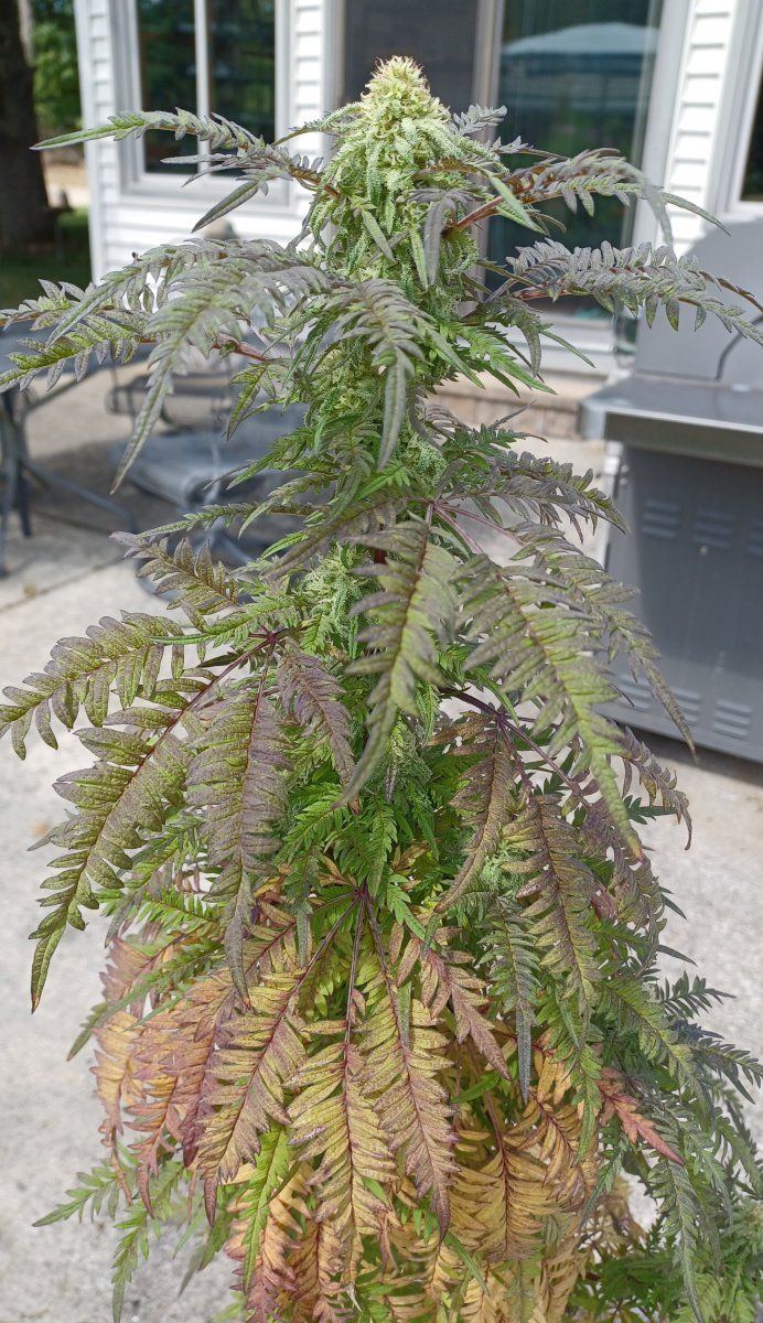Purple Freak