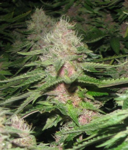 Purple gangsta 2