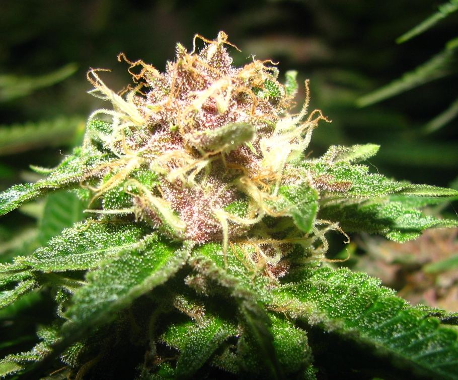 Purple gangsta 3
