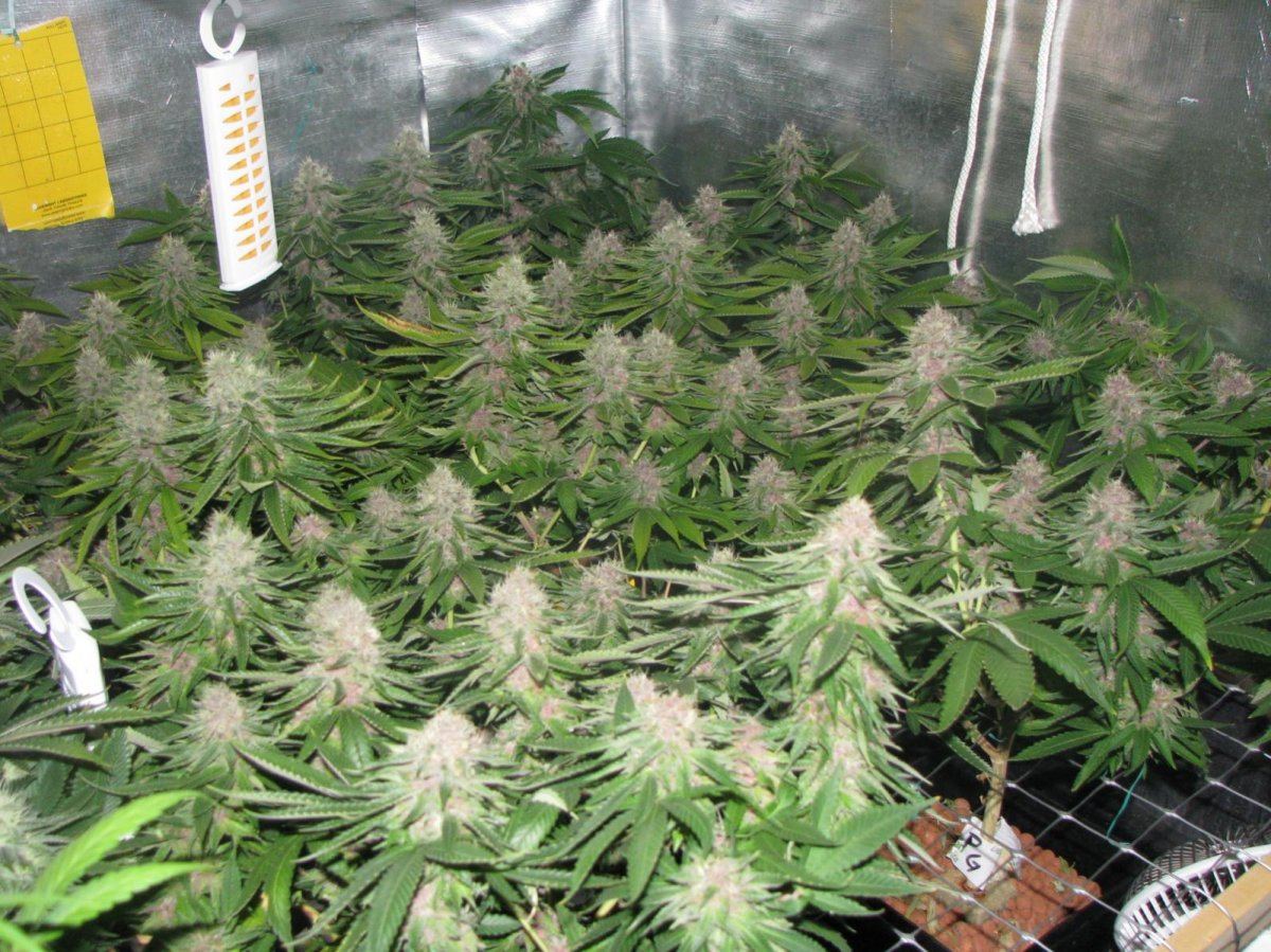 Purple gangsta